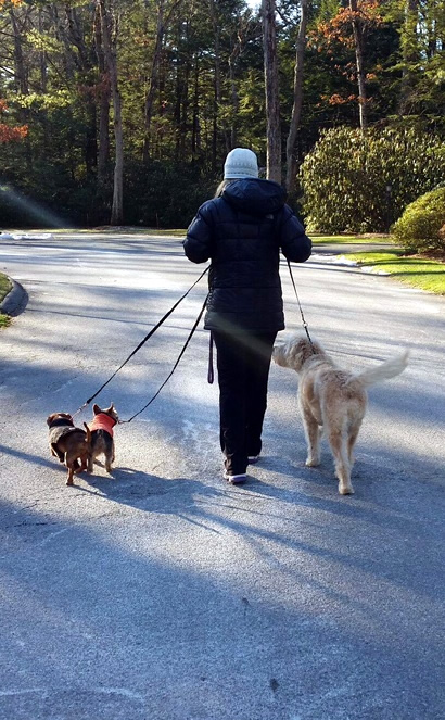 Jenn Meara walking three dogs down a quiet street